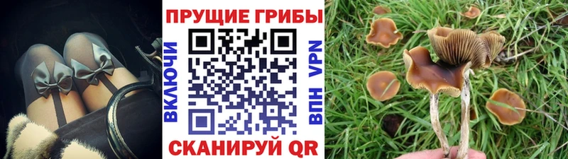 Псилоцибиновые грибы Psilocybine cubensis  Купить где  Коммунар 